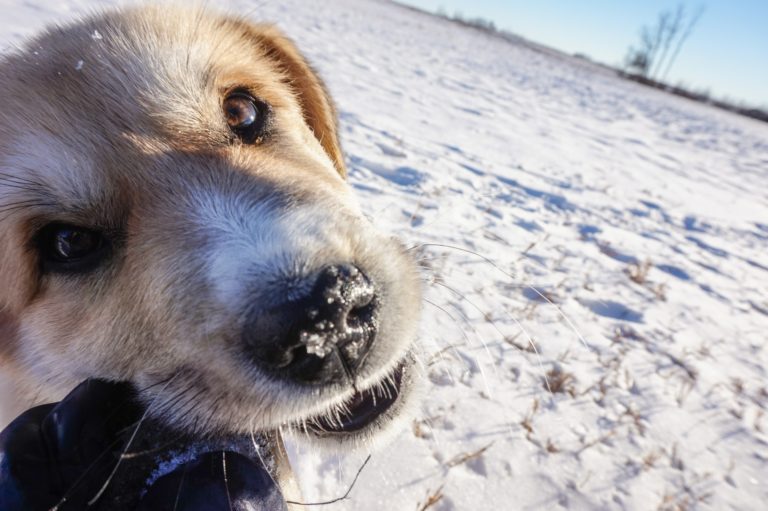 יחסי תזונה התנהגות בכלבים – מה הקשר?